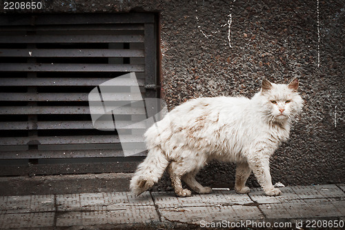 Image of Vagrant cat