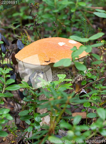 Image of Wild mushrooms