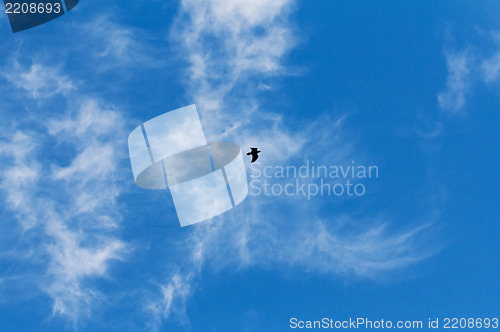 Image of Hooded Crow Flying in the Sky with Wings Spread