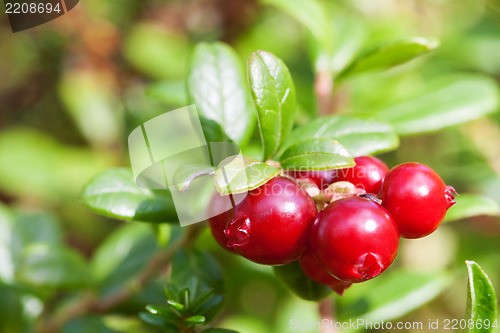 Image of Bush of ripe forest cranberries