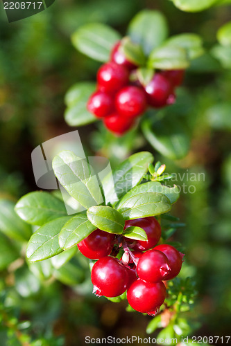 Image of forest cranberries Bush of ripe berries. a few red berries