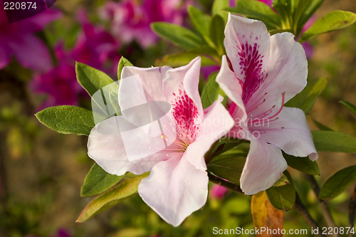 Image of flower