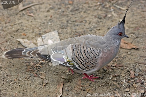 Image of Crested Pigeon