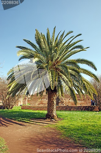 Image of Palm tree and ruins