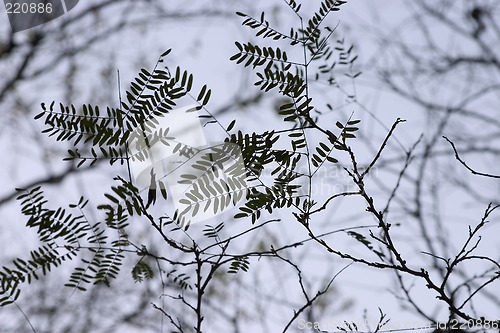 Image of leaf