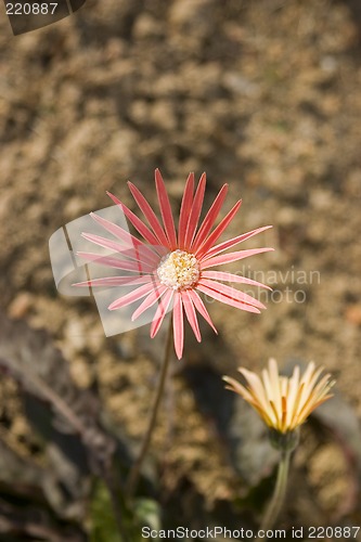 Image of flower