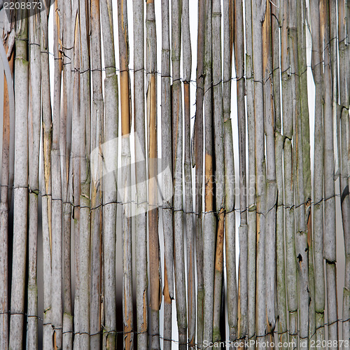 Image of Dried bamboo fence