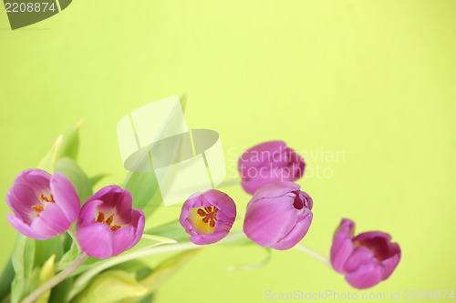 Image of Floral background with purple tulips