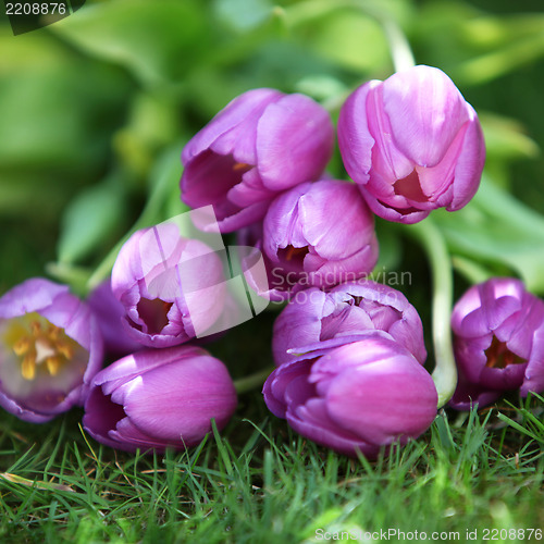 Image of Bunch of purple tulips