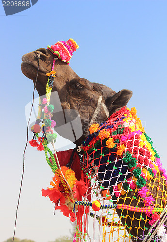 Image of decorated camel during festival in Pushkar India