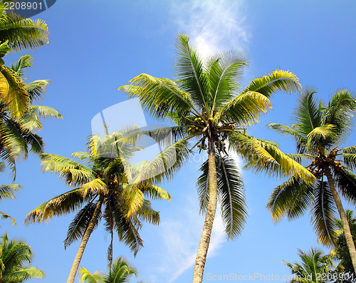 Image of palms under blue sky