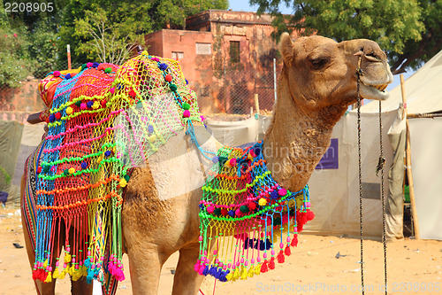 Image of decorated camel during festival in Pushkar India