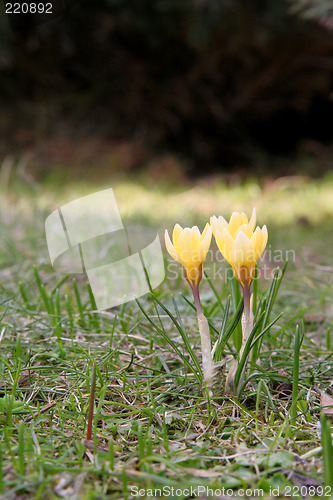 Image of Crocuses