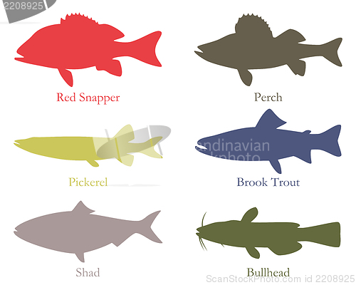 Image of North American food fish