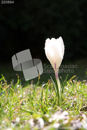 Image of Crocus