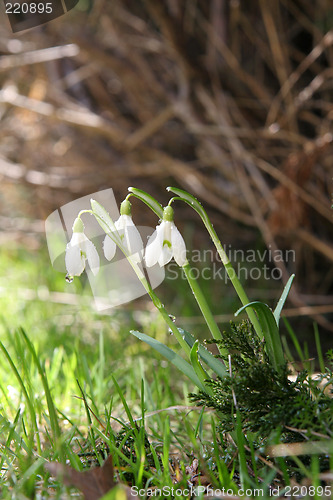 Image of Snowdrops