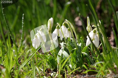 Image of Snowdrops