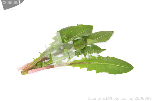 Image of Leaves of hawkbit