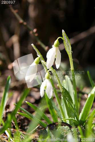 Image of Snowdrops