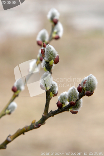 Image of Catkins