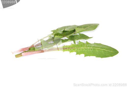 Image of Leaves of hawkbit