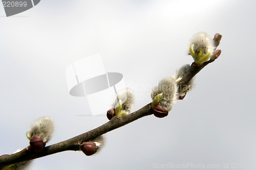 Image of Catkins