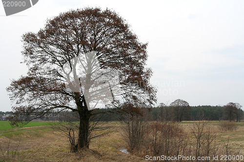 Image of Lonely tree