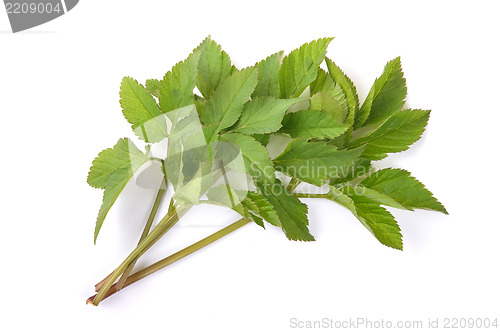 Image of Ground elder