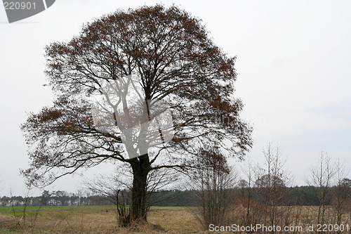 Image of Lonely tree