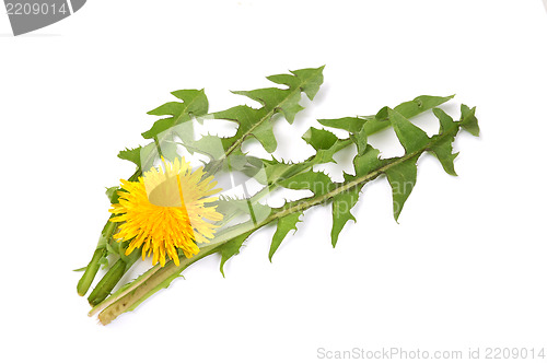 Image of Leaves of hawkbit
