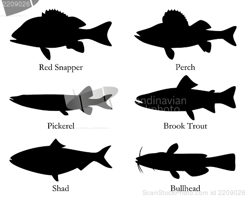 Image of North American food fish