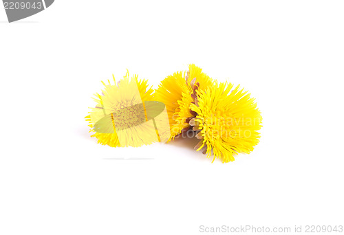 Image of Flowers of coltsfoot