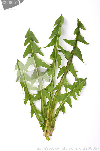Image of Leaves of hawkbit