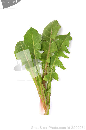Image of Leaves of hawkbit