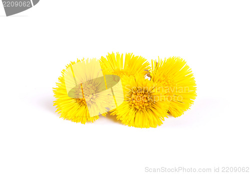 Image of Flowers of coltsfoot