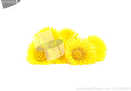 Image of Flowers of coltsfoot