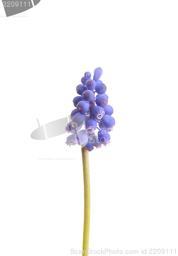 Image of Grape hyacinth (Muscari botryoides)