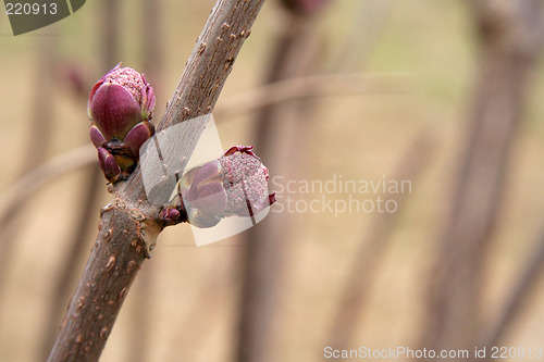 Image of Buds