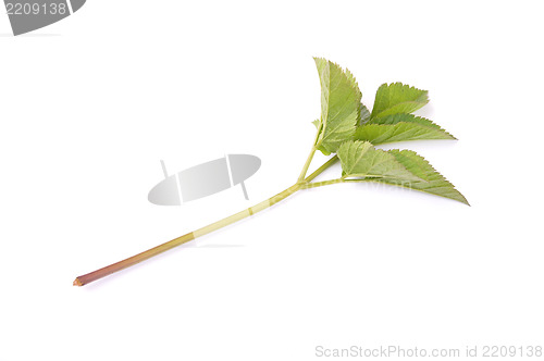 Image of Ground elder