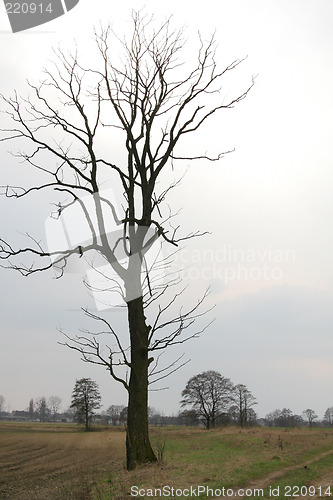 Image of Lonely tree