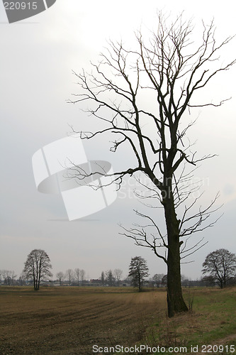 Image of Lonely tree