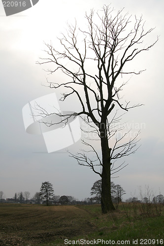 Image of Lonely tree