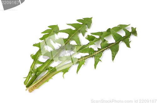 Image of Leaves of hawkbit