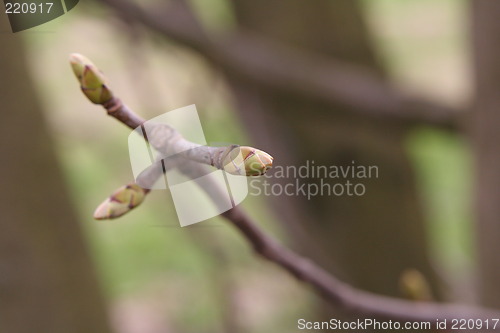 Image of Buds