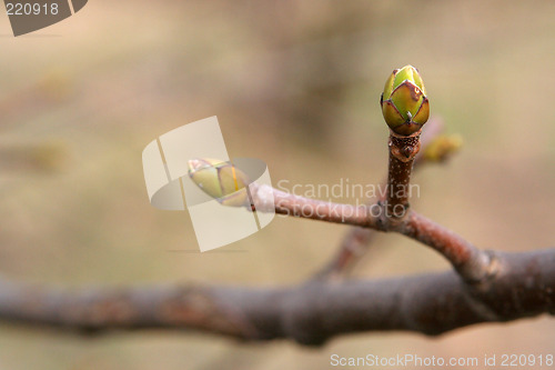 Image of Buds