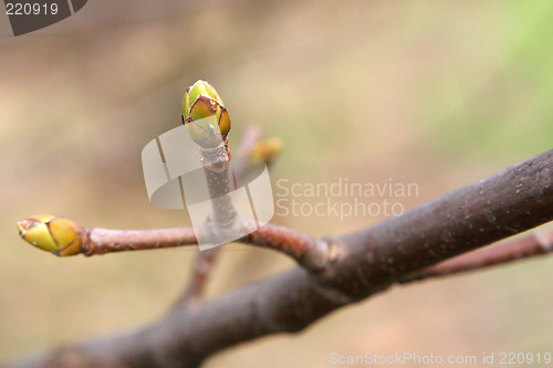 Image of Buds