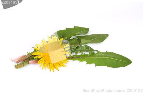 Image of Leaves of hawkbit