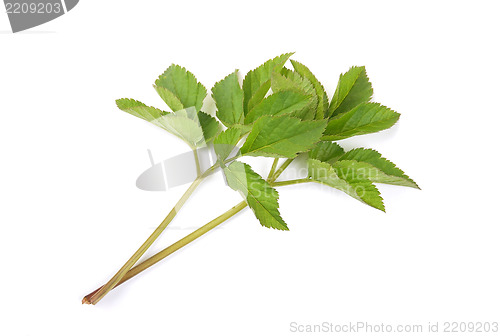 Image of Ground elder