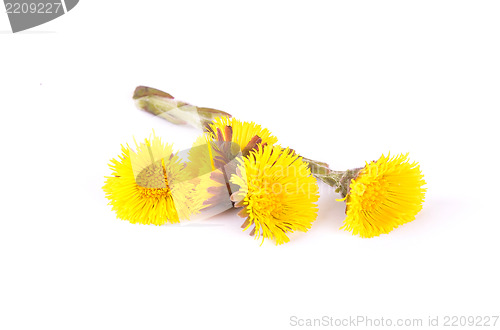 Image of Flowers of coltsfoot