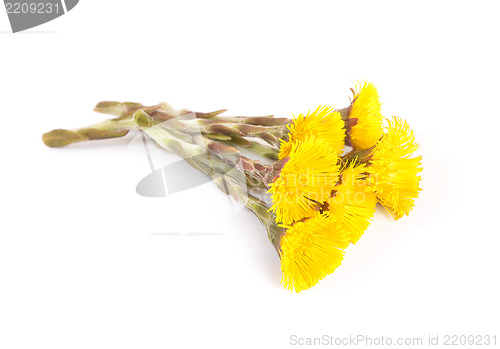 Image of Flowers of coltsfoot